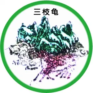 云南三枝龟健康管理有限公司（玉溪龙马路店） title=