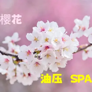 樱花SPA会所