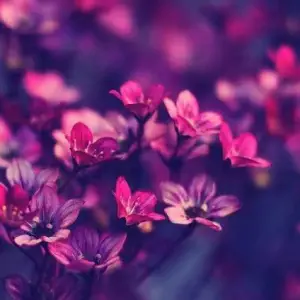 秀公馆主题SPA title=